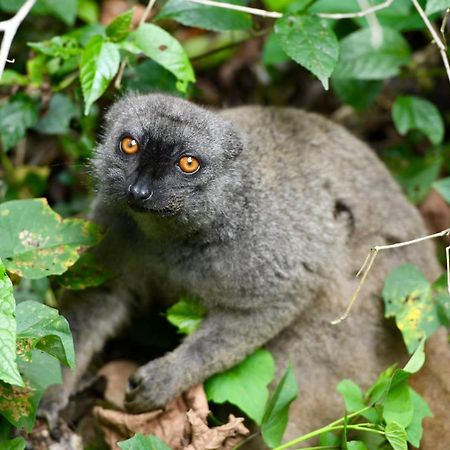 The Litchi Tree Amber Mountain Boutique Hotel Ambohitra 외부 사진